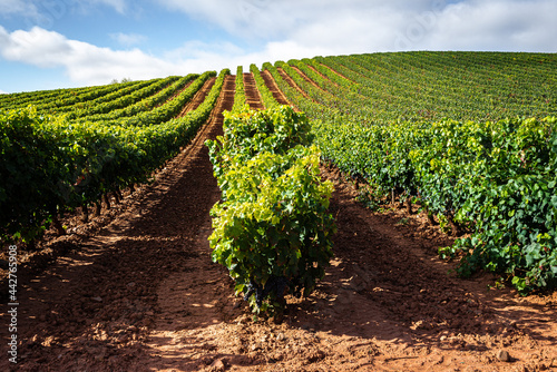 Vineyards in October, La Rioja, Spain photo