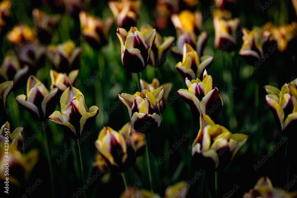 Obraz premium Beautiful blossom tulips field. Colorful flowers