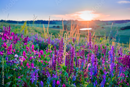 Fototapeta Naklejka Na Ścianę i Meble -  Beautiful wildflowers on a green meadow. Warm summer evening with a bright meadow during sunset. Grass silhouette in the light of the golden setting sun. Beautiful nature landscape with sunbeams.