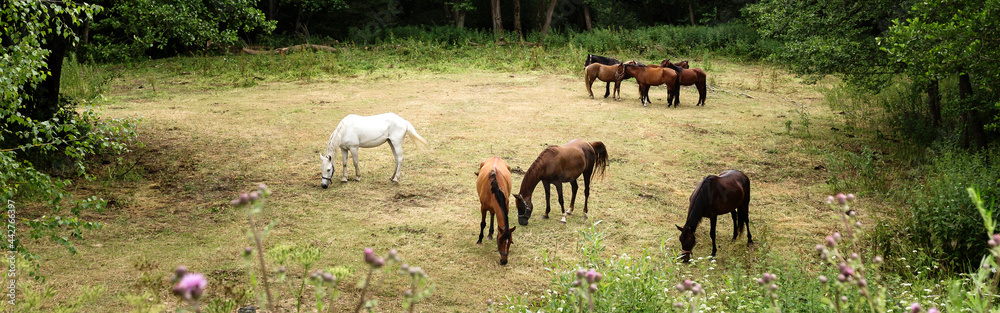 Fototapeta premium Brown and white horses grazing at the meadow among green trees and flowers