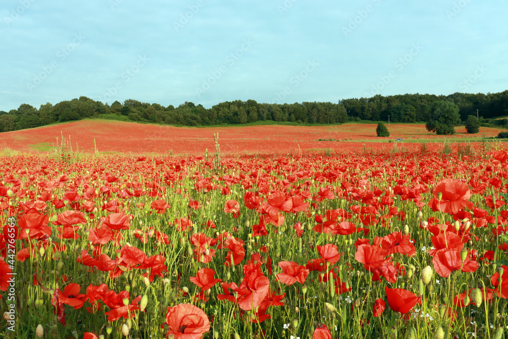 A vast red poppies field in Bewdley, Wyre Forest National reserve, England, UK.