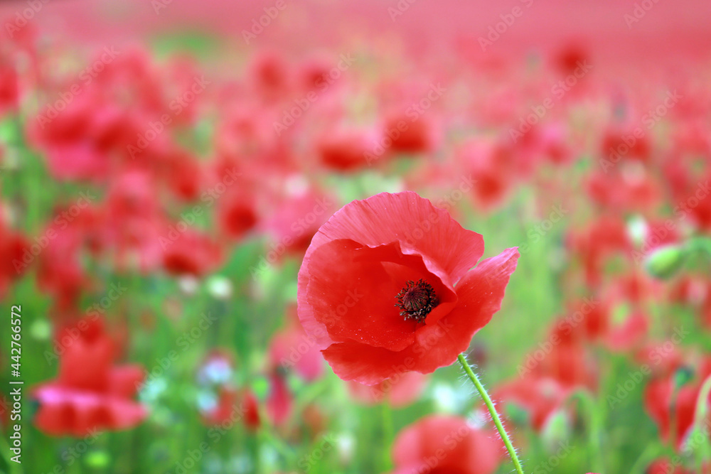 Obraz premium Close-up of a red poppy in a field.