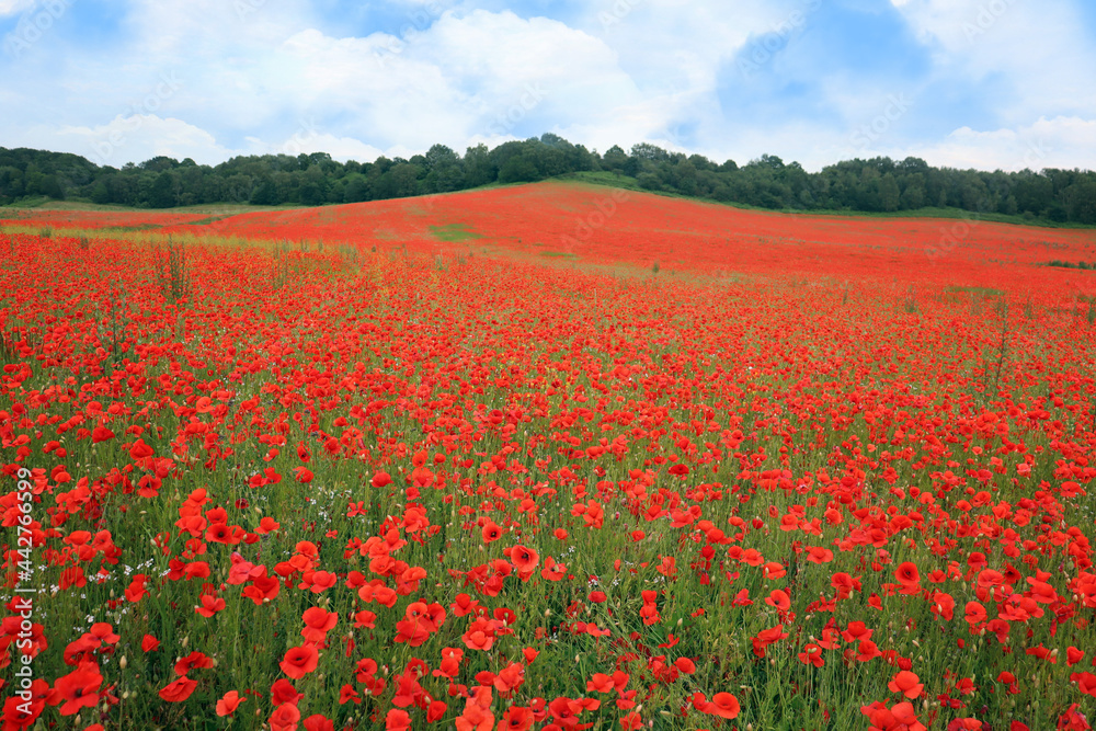 Field of poppies and blue sky. Bewdley, Wyre Forest National reserve, England, UK.