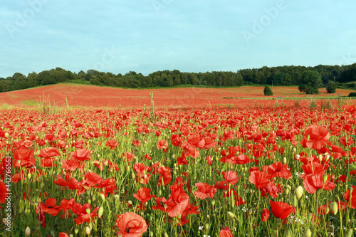 A vast red poppies field in Bewdley  Wyre Forest National reserve  England  UK.