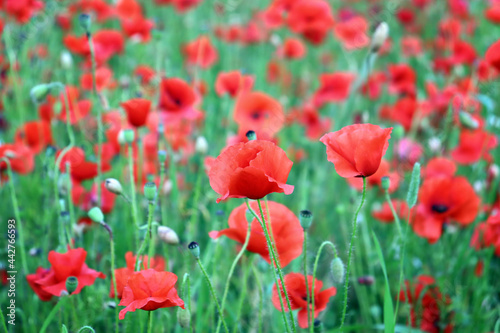 Red poppies flowers field. Bewdley, Wyre Forest National reserve, England, UK.