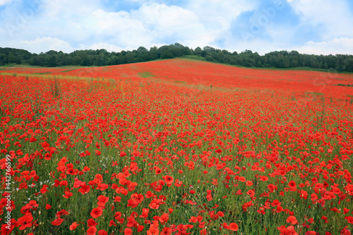 Field of poppies and blue sky. Bewdley  Wyre Forest National reserve  England  UK.