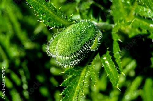 Unusual plant close-up