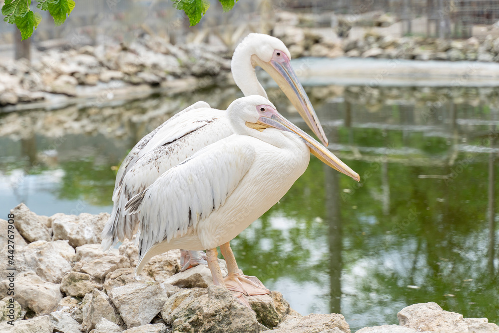 two beautiful white pilicans by the pond two beautiful white pilicans by the pond