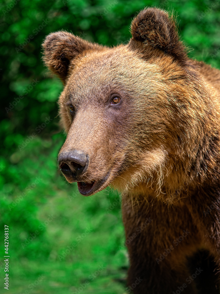 beautiful portrait of brown bear in the wild forest
