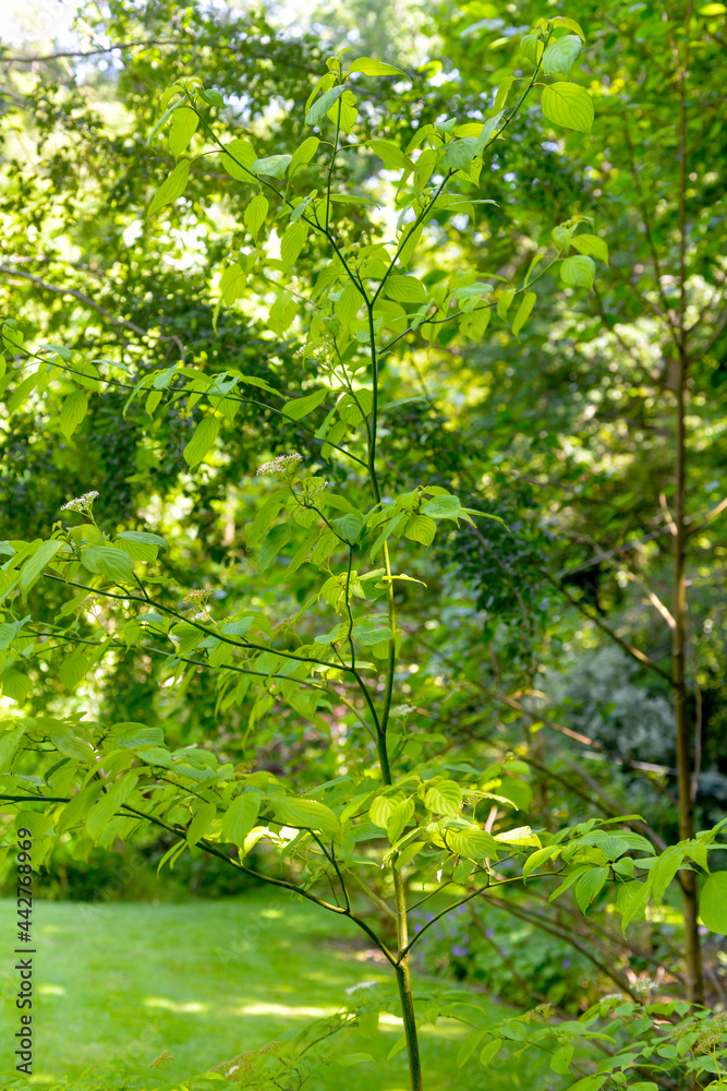 Obraz premium Cornouiller à feuilles alternes, cornouiller alterniflore, Cornus alternifolia 'Terre noire Gold4