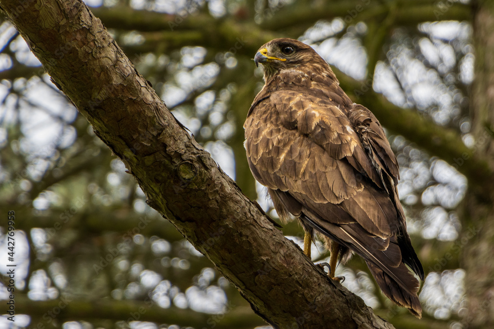 Mäusebussard Mäusebussard