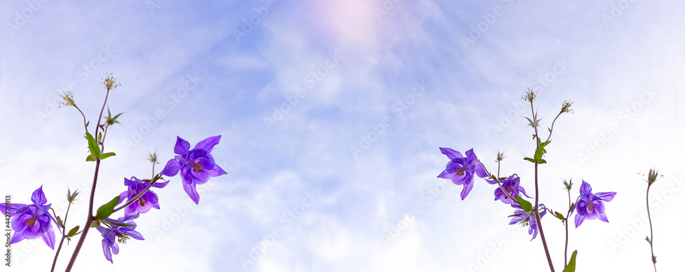 Purple flowers columbie against a blue sky. Sun with rays. Spring, summer banner. Copy space