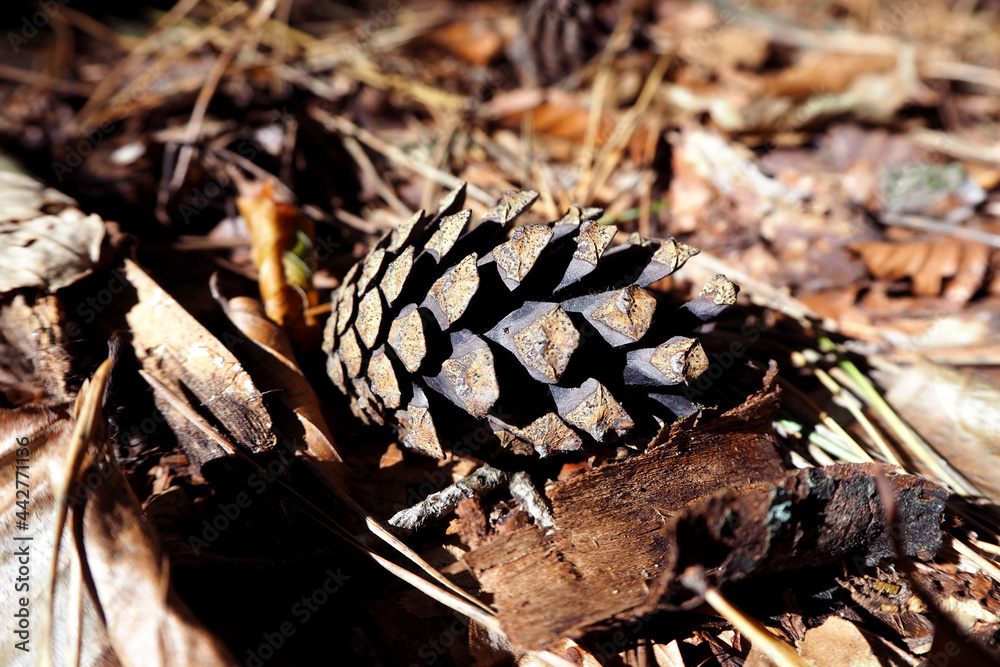 brown cone lies on dry grass in the forest. side view. autumn background brown cone lies on dry grass in the forest. side view. autumn background