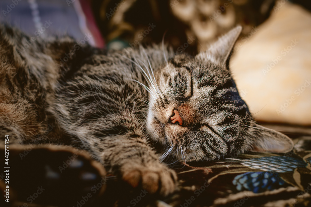 A cat lies on a cozy brown sofa and sleeps very relaxed. Portrait of a fluffy, gray-brown tabby domestic cat. 