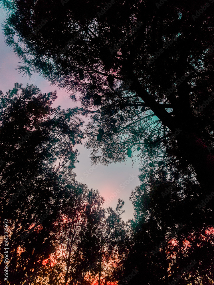 Fototapeta premium sunset in the forest