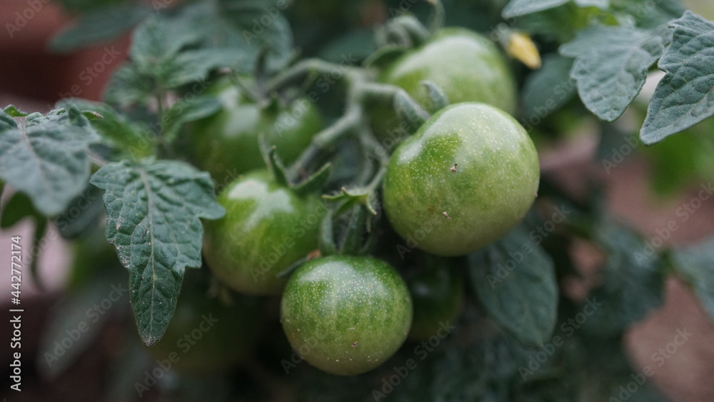 Green tomatoes on the branch