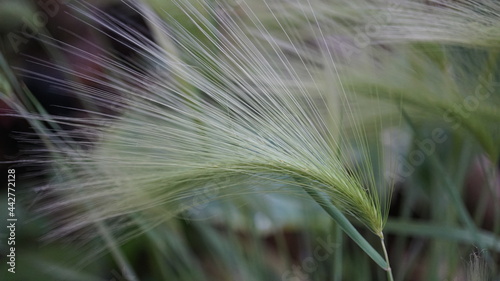 Close up of wheat ears