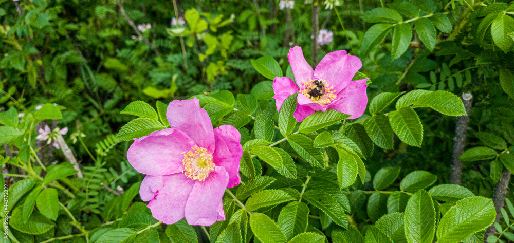 Natural pretty flowers on summer in a field Natural pretty flowers on summer in a field