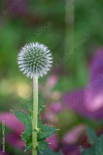 Garden flower on a summer day close-up