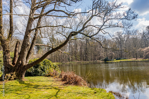 Fototapeta Naklejka Na Ścianę i Meble -  Bare tree with thick trunk and branches with a lake with reflection in the water surface and trees in the background, sunny spring day at Paleispark Kroondomein Het Loo in Apeldoorn, Netherlands