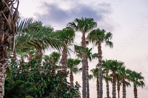 Palm tree, summer blue sky....