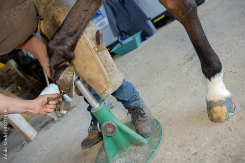 Farrier working on horse's hoof photo