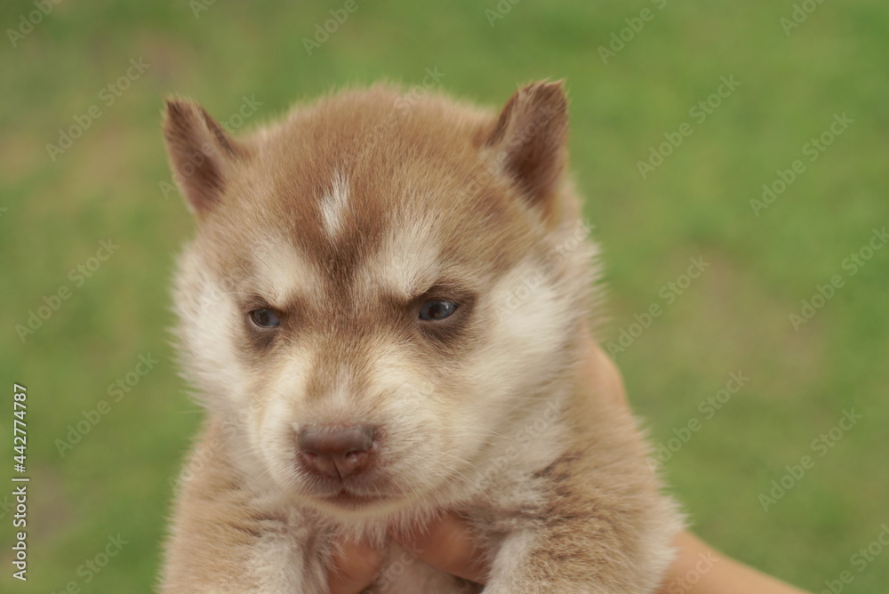 brown husky puppy close up