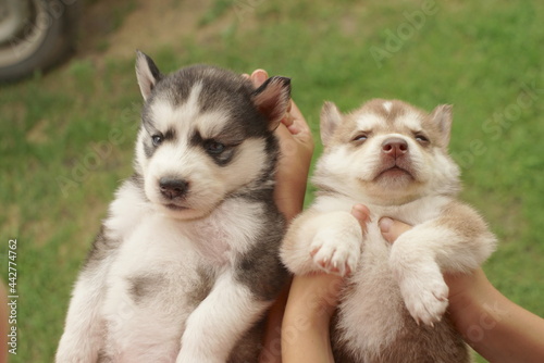 two husky puppies in the hands of children 