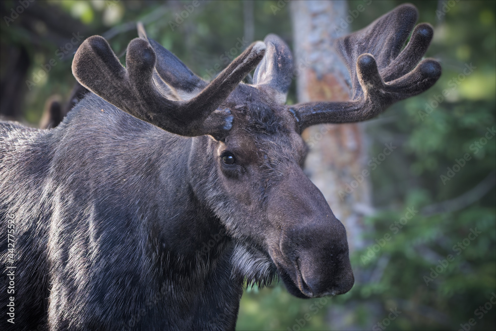 Bull Shiras Moose in the Colorado Rocky Mountains. Bull Shiras Moose in the Colorado Rocky Mountains.