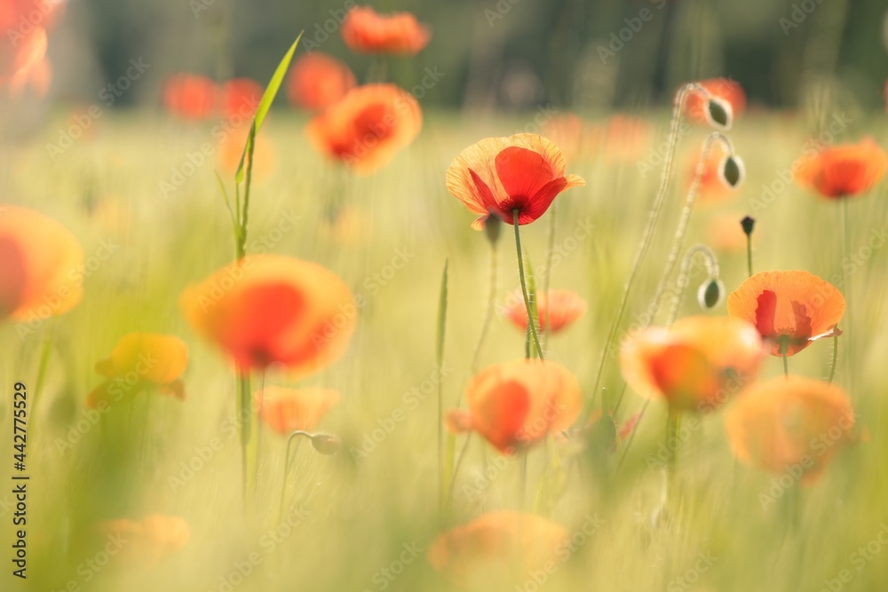 Poppies in the field on a spring morning Poppies in the field on a spring morning