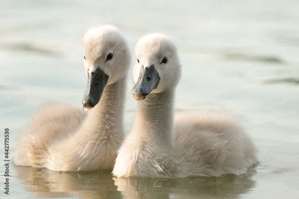 Fototapeta premium Young swans in the pond at sunset