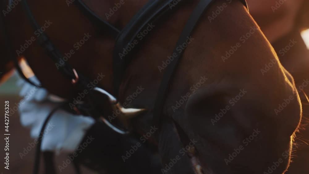 Hands of a woman with gloves fixing horse bridle. A Close up view of a dark brown horse. Woman fixing its halter. Horse riding competition. The footage is made during the evening sunset time.