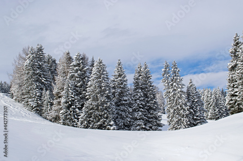 View of snowy pine trees, winter landscape