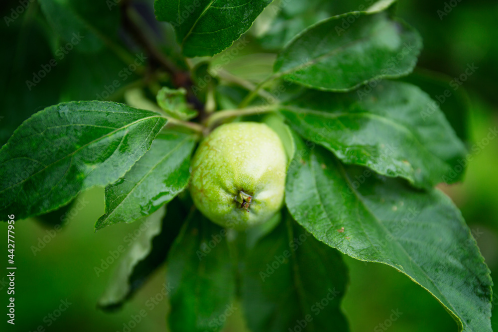 Young apples with raindrops on the tree. New harvest. Close-up. Young apples with raindrops on the tree. New harvest. Close-up.