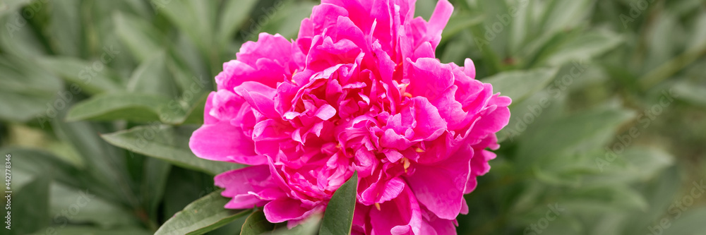 pink peony flower head in full bloom on a background of green leaves and grass in the floral garden on a sunny summer day. banner
