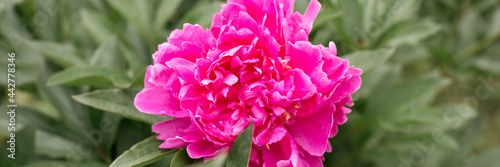 pink peony flower head in full bloom on a background of green leaves and grass in the floral garden on a sunny summer day. banner