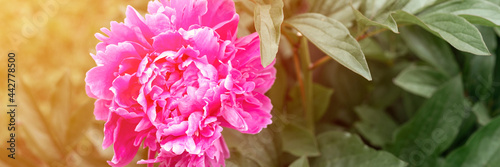 pink peony flower head in full bloom on a background of green leaves and grass in the floral garden on a sunny summer day. banner. flare