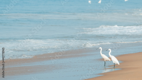 Crane on the beach