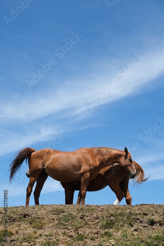 Horses under the sky. Horses on top of the mountain with blue sky background.Two wild horses on the ridge of Monte Matanna, Apuan Alps, Verslia. Italy. 