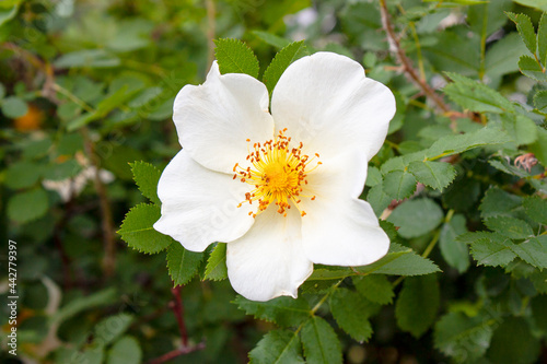 White rose hip flower on a background of green leaves. Latin name Rósa majális