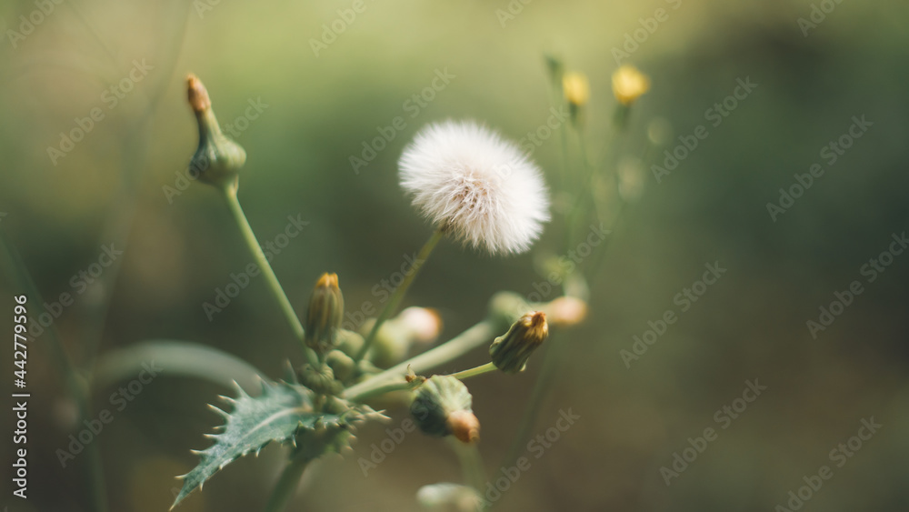 Obraz premium Blüte