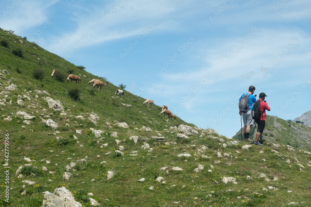 Hikers. Mountain hikers photograph the landscape.The trails of the Apuan Alps, above Versilia. Mountain with grazing horses. Italy. 