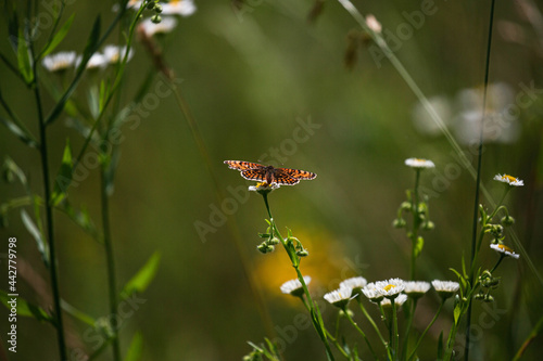 Schmetterling in der Natur mit offenen Flügeln auf einer Blume sitzend