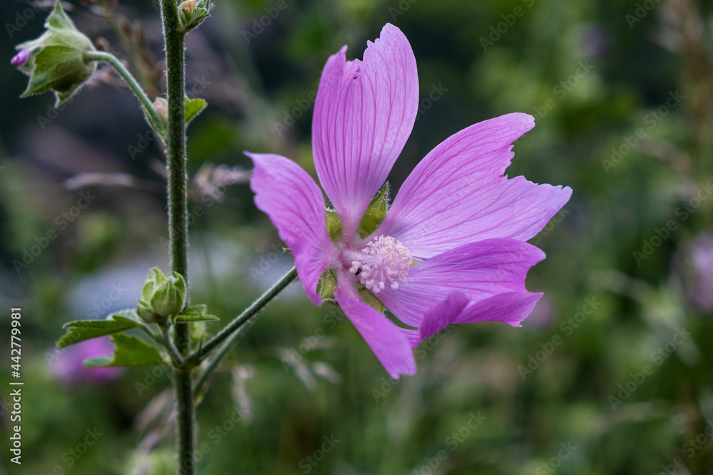 flowers in the field flowers in the field