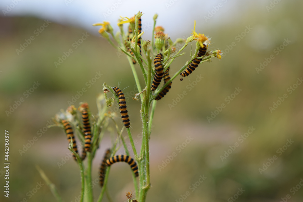 Scotish Flower with caterpillars