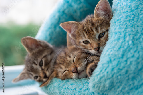 Three shorthaired tabby kittens sleep in a blue soft house.