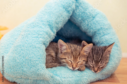 Two shorthaired tabby kittens sleep in a blue soft house.