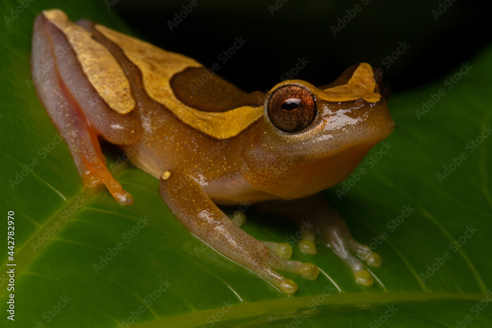 Obraz premium Dendropsophus elegans