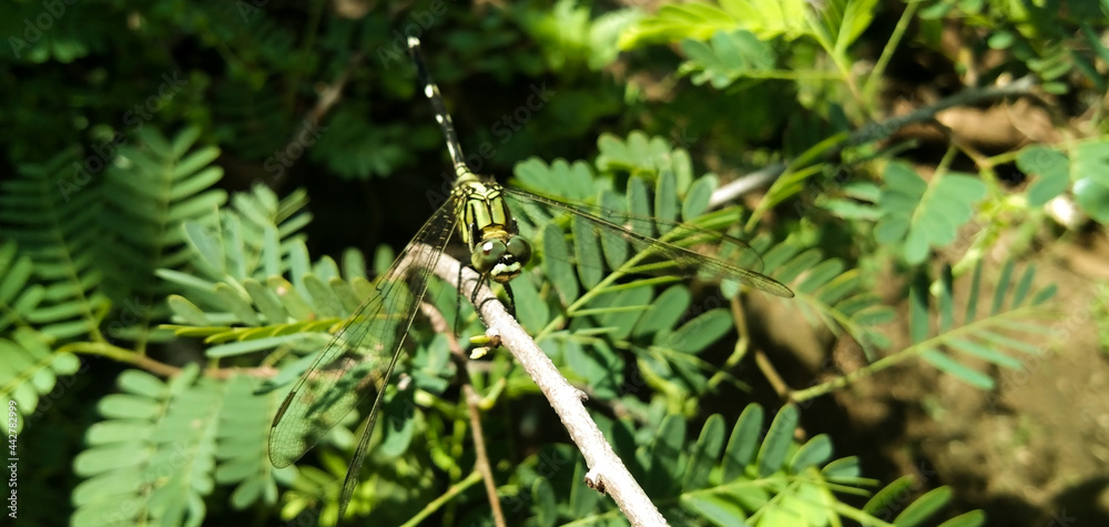 Dragonfly Perching Standing On a Tree Branch with Close-Up View on Defocused Green Leaf Background Dragonfly Perching Standing On a Tree Branch with Close-Up View on Defocused Green Leaf Background