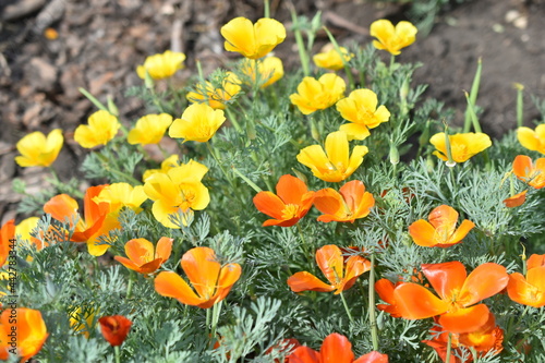 Escholzia californica red and yellow flowers close-up photo